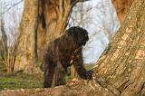 BOUVIER DES FLANDRES 422